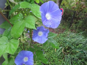 IMG_0541