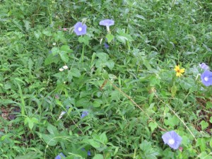 IMG_0542