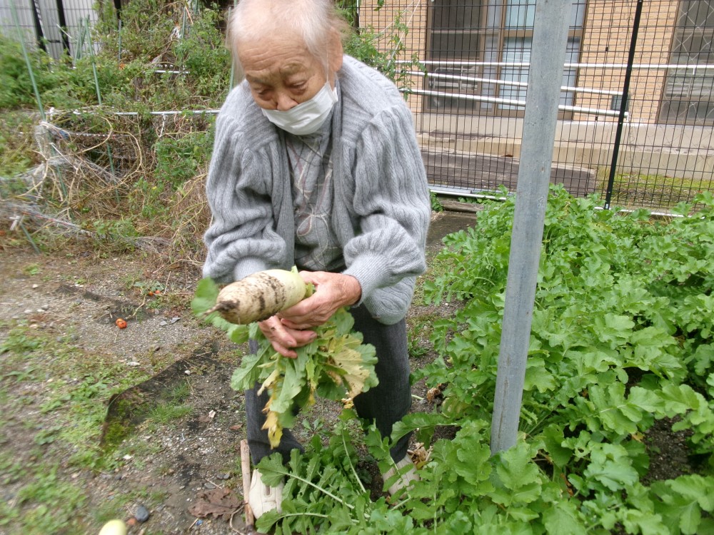 大根も皆さんも元気一杯