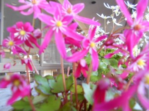 DSCN7396