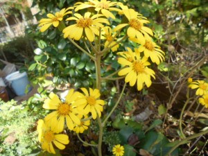 DSCN7419