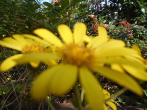 DSCN7421