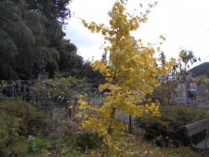 DSCN7429