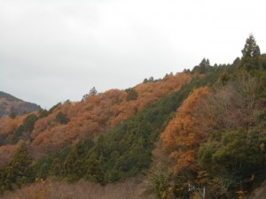 DSCN7457