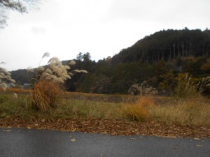 DSCN7466