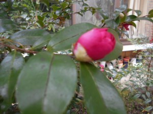 DSCN7485