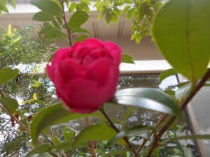 DSCN7486