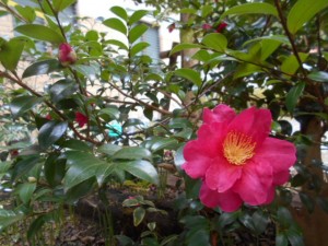 DSCN7487