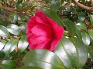 DSCN7488