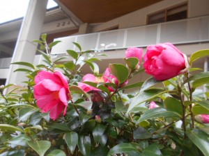 DSCN7491