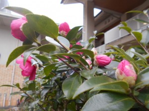 DSCN7492