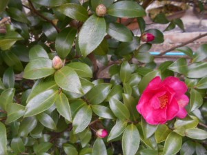 DSCN7494