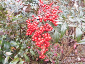 DSCN7541