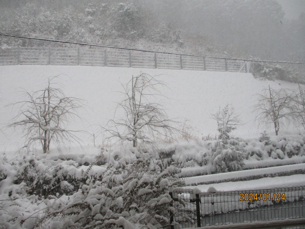 大雪とカレー