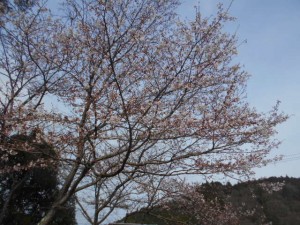 DSCN7764