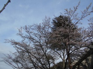 DSCN7768