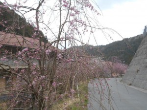 DSCN7781