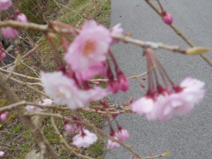DSCN7784