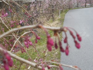 DSCN7785