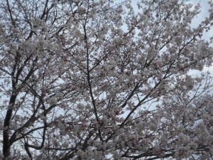 DSCN7791