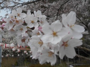 DSCN7792