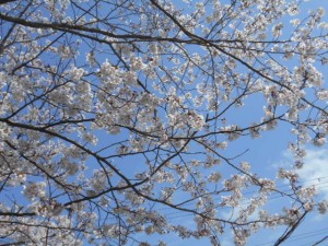 DSCN7818
