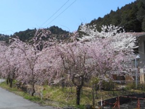 DSCN7830