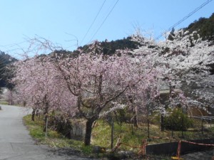 DSCN7831