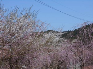 DSCN7833