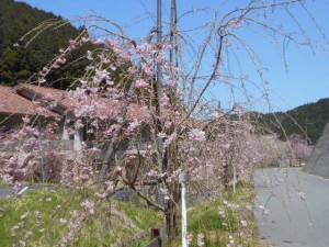 DSCN7835