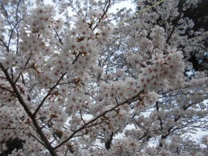 DSCN7845