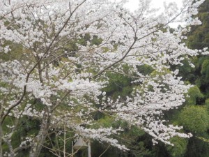 DSCN7847