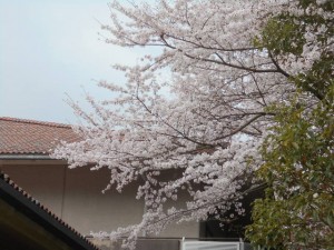 DSCN7849