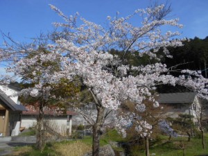 DSCN7884