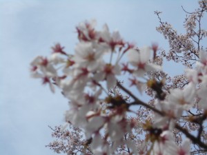 DSCN7900