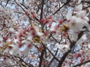 DSCN7901