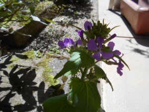 DSCN7904