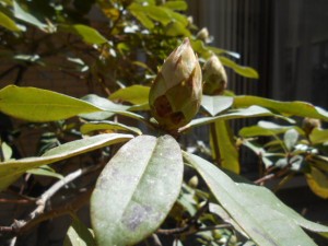 DSCN7906