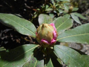 DSCN7908