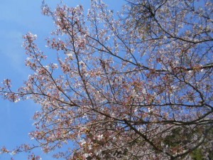 DSCN7926