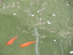 IMG_3022
