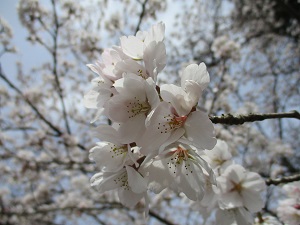 お花見をしました