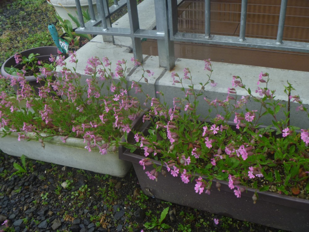 ピンクのお花が咲きました!(^^)!