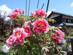 DSCN8103