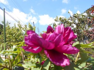 DSCN8104