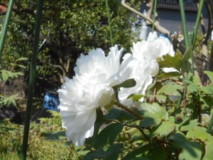 DSCN8105