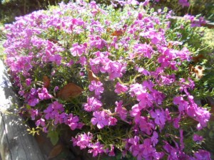 DSCN8109