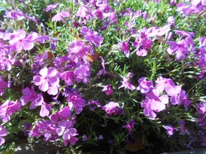 DSCN8110