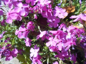 DSCN8111