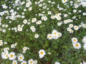 DSCN8134